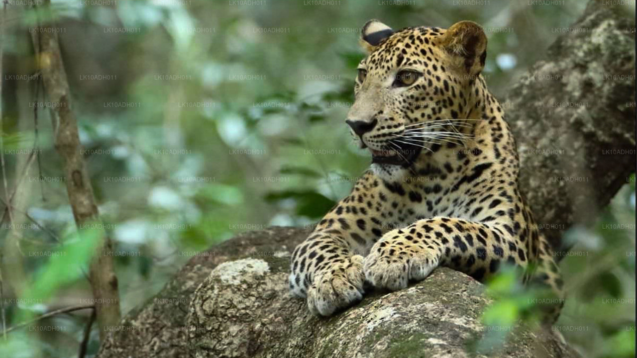 Tour de aves y vida silvestre (11 días)