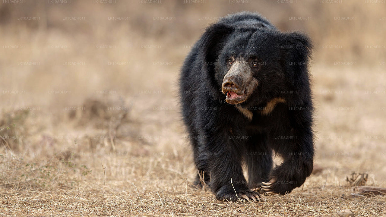 Tour de aves y vida silvestre (11 días)