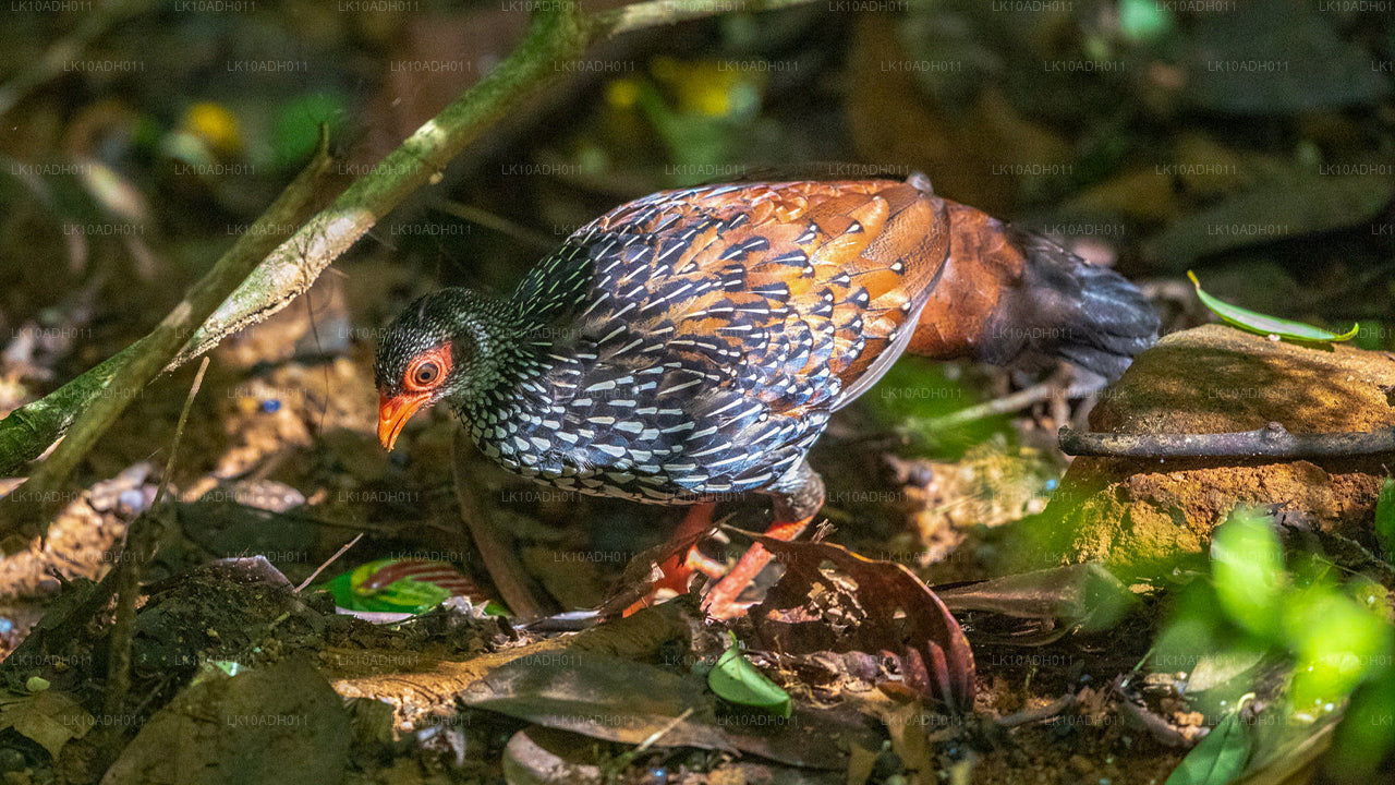 Tour de aves y vida silvestre (11 días)