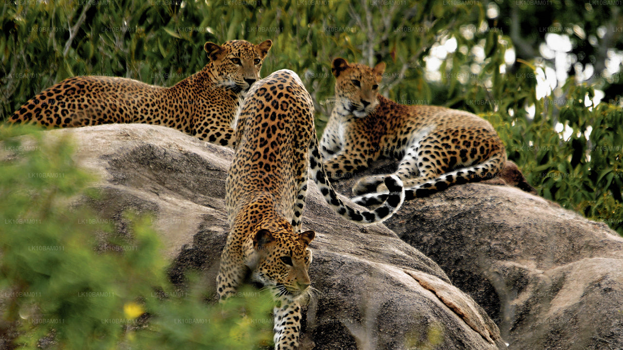 Scenic Serendib (11 días)