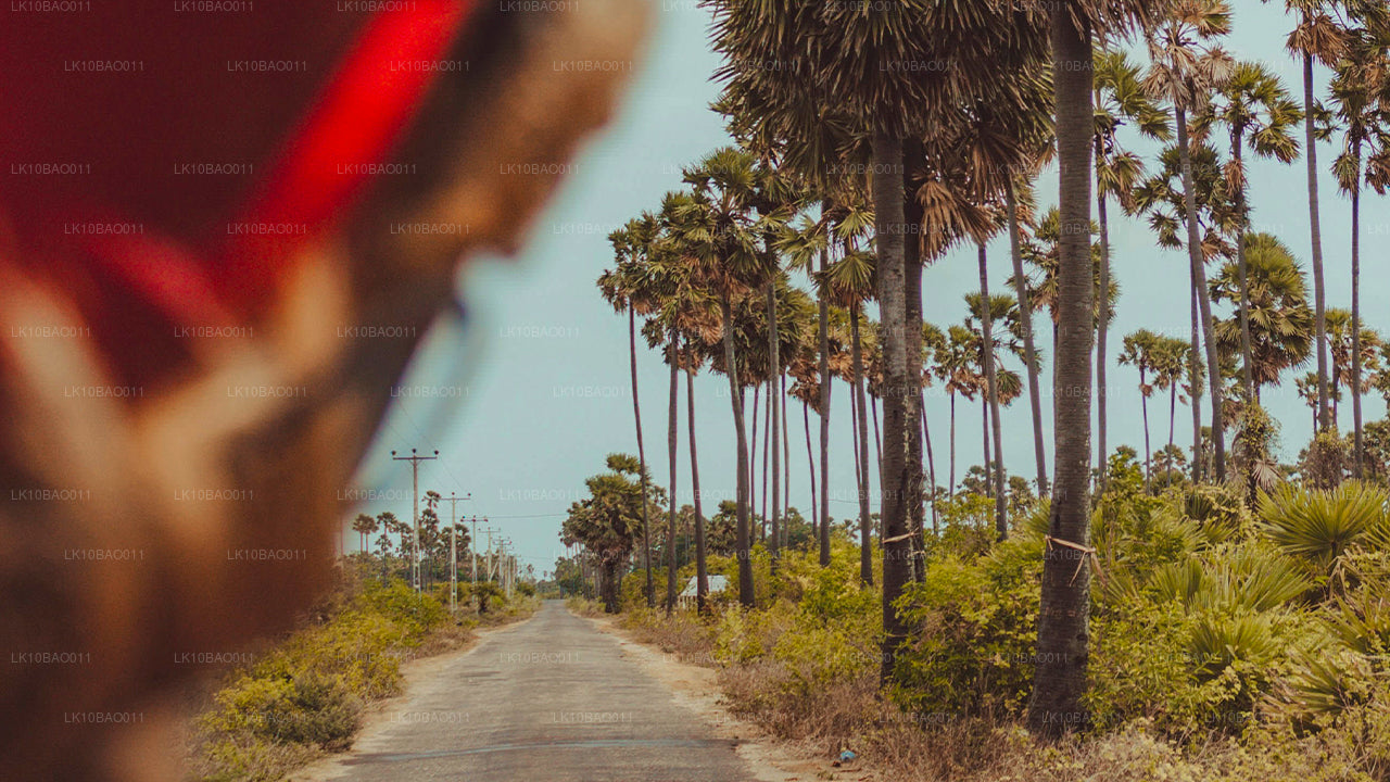 Experiencia del noreste (11 días)