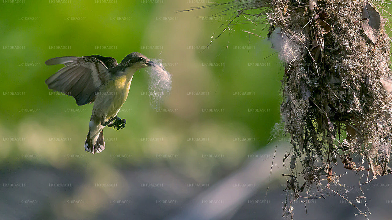 Butterfly Trail (11 días)