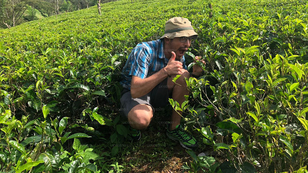 Ruta por Ceilán (13 días)