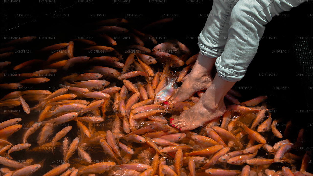 Serendipity Trail (15 días)