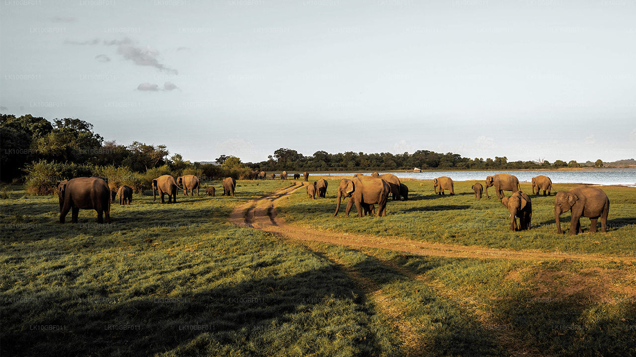 Descubriendo Serendib (16 días)