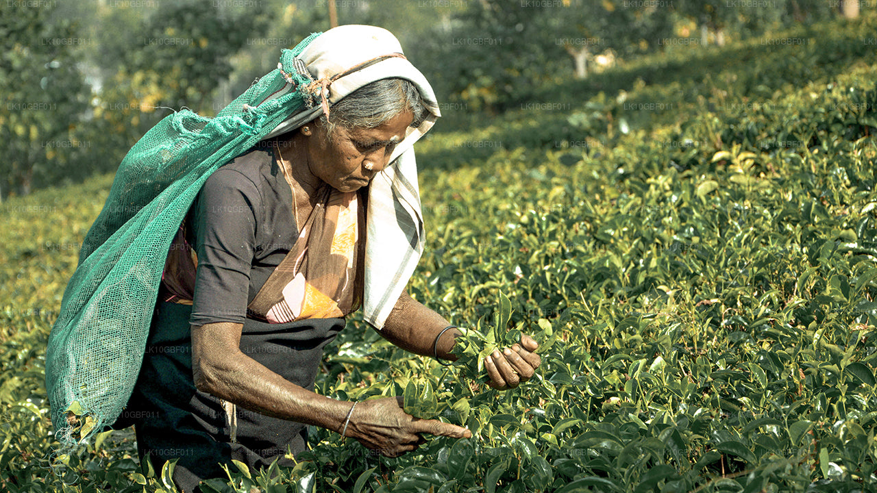 Descubriendo Serendib (16 días)
