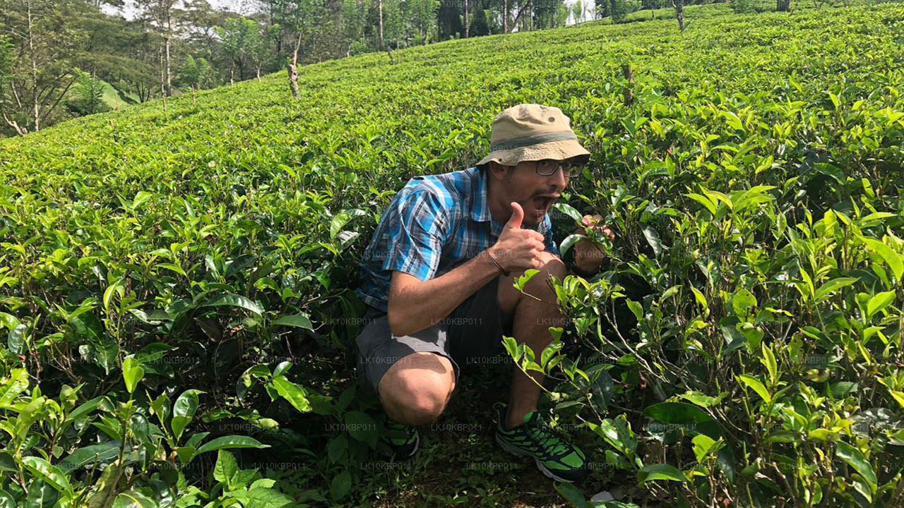 Dive On Excitement (20 días)