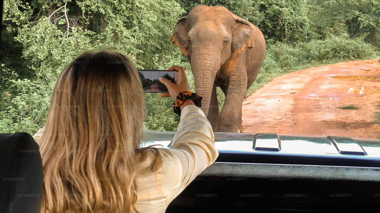 Dive On Excitement (20 días)