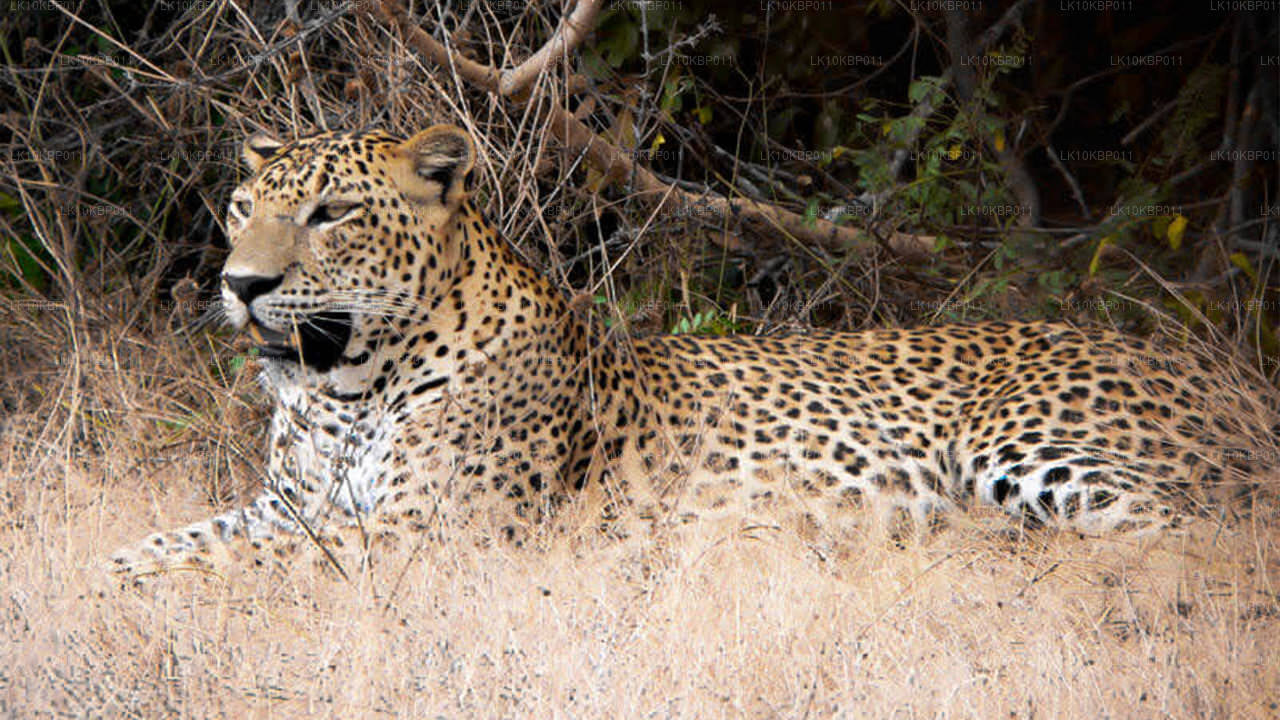 Dive On Excitement (20 días)