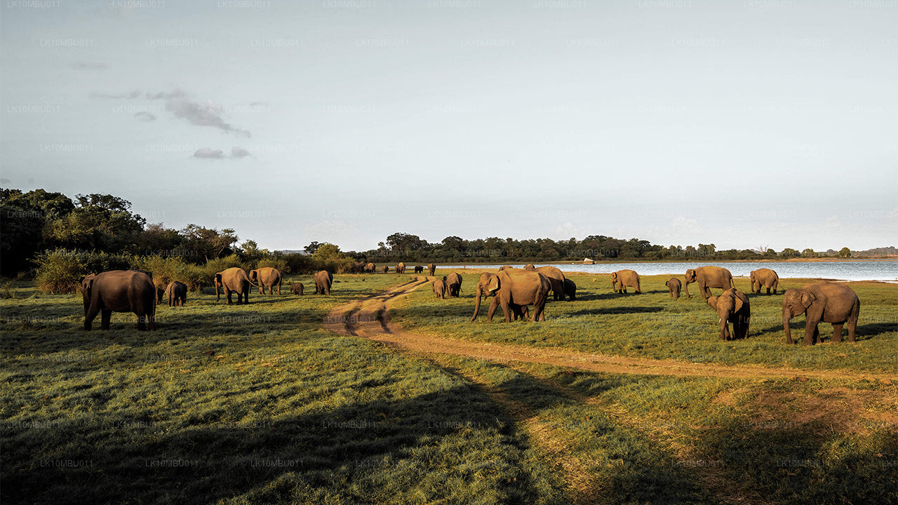 El glamour de Sri Lanka (22 días)