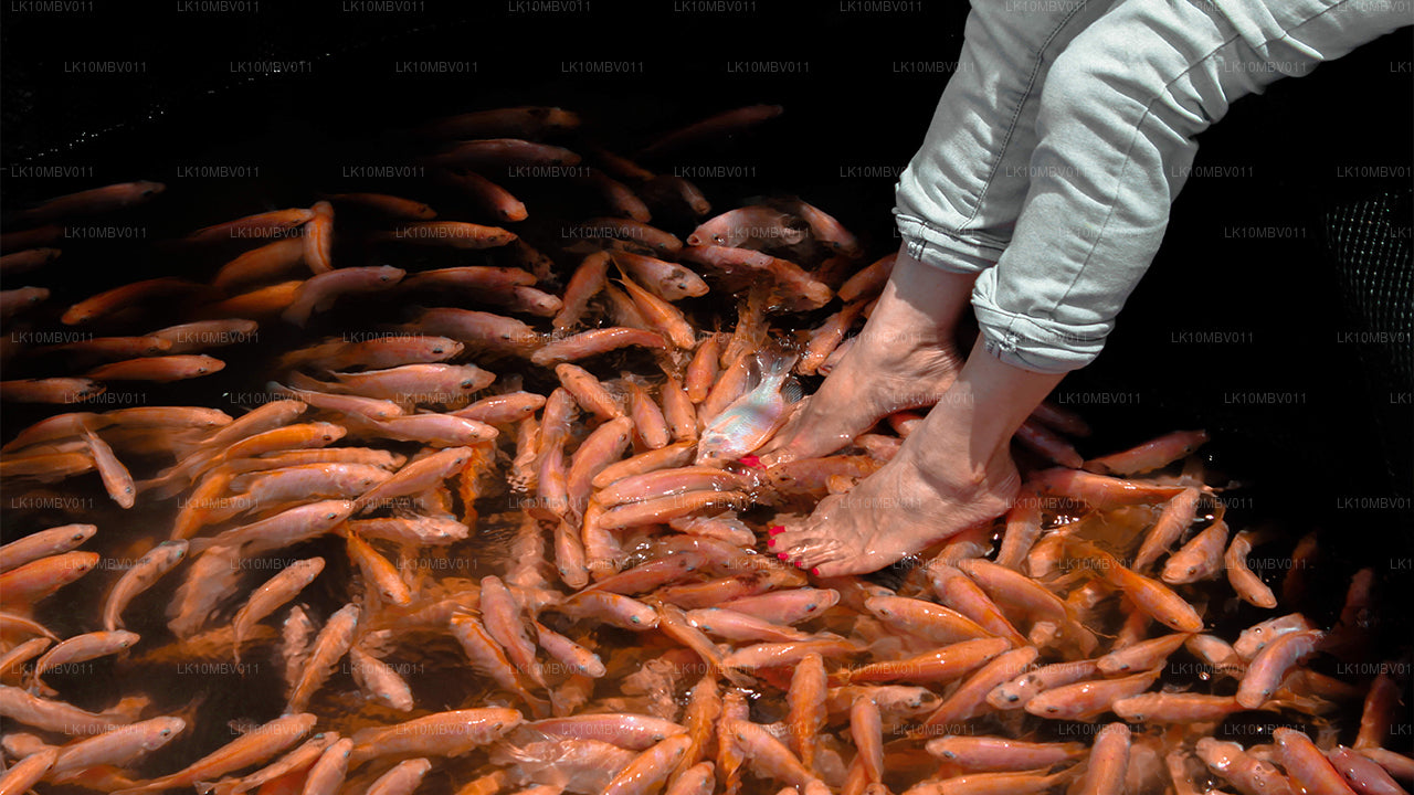 Templos y naturaleza (22 días)