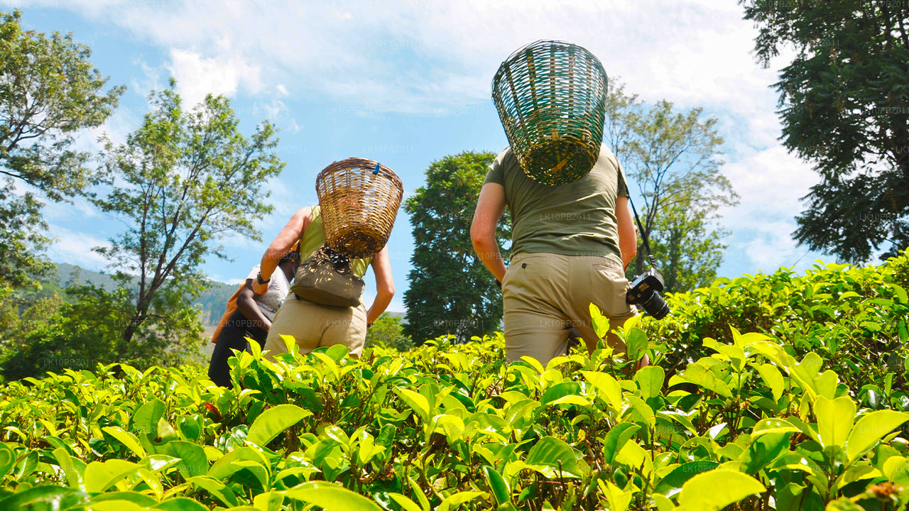 La increíble Sri Lanka (25 días)