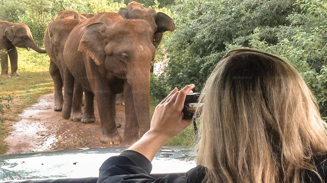 Ceilán Endearment (26 días)