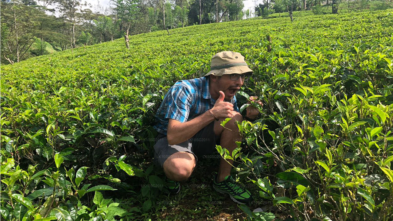 Ceilán Endearment (28 días)