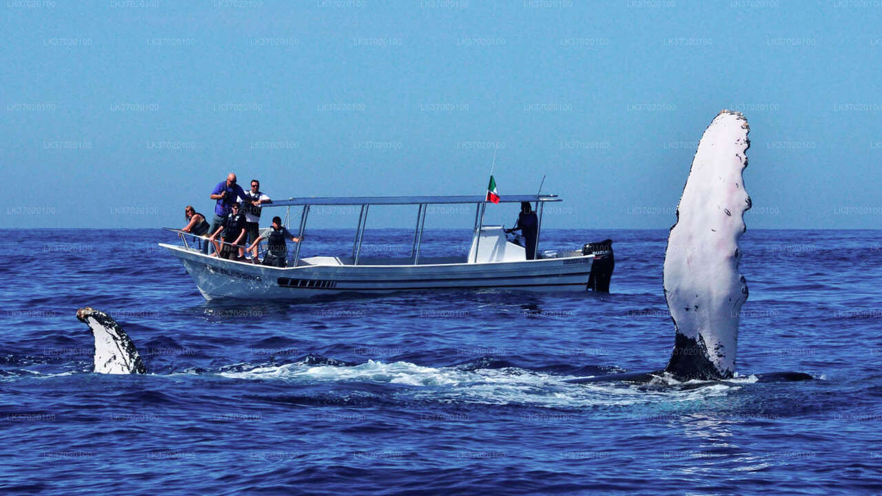 Avistamiento de ballenas desde Ahungalla en barco compartido