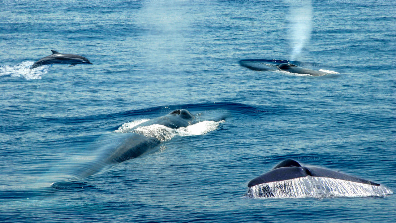 Avistamiento de ballenas desde Ahungalla en barco compartido