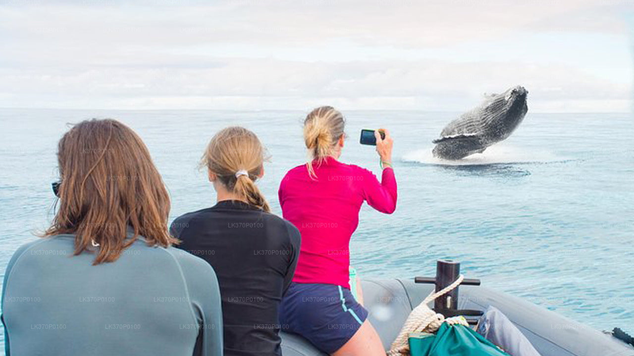 Avistamiento de ballenas desde Hiriketiya en barco compartido