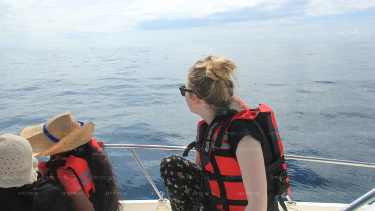 Avistamiento de ballenas desde Hiriketiya en barco compartido