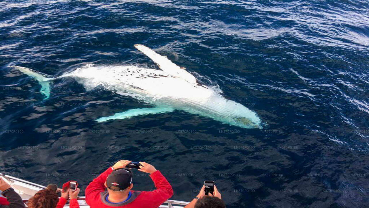 Avistamiento de ballenas desde Hiriketiya en barco compartido