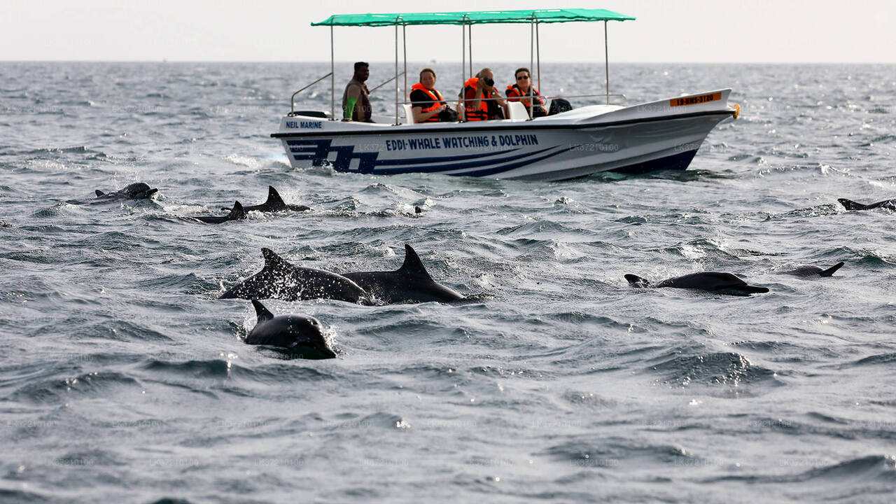 Avistamiento de ballenas desde Tangalle en barco compartido