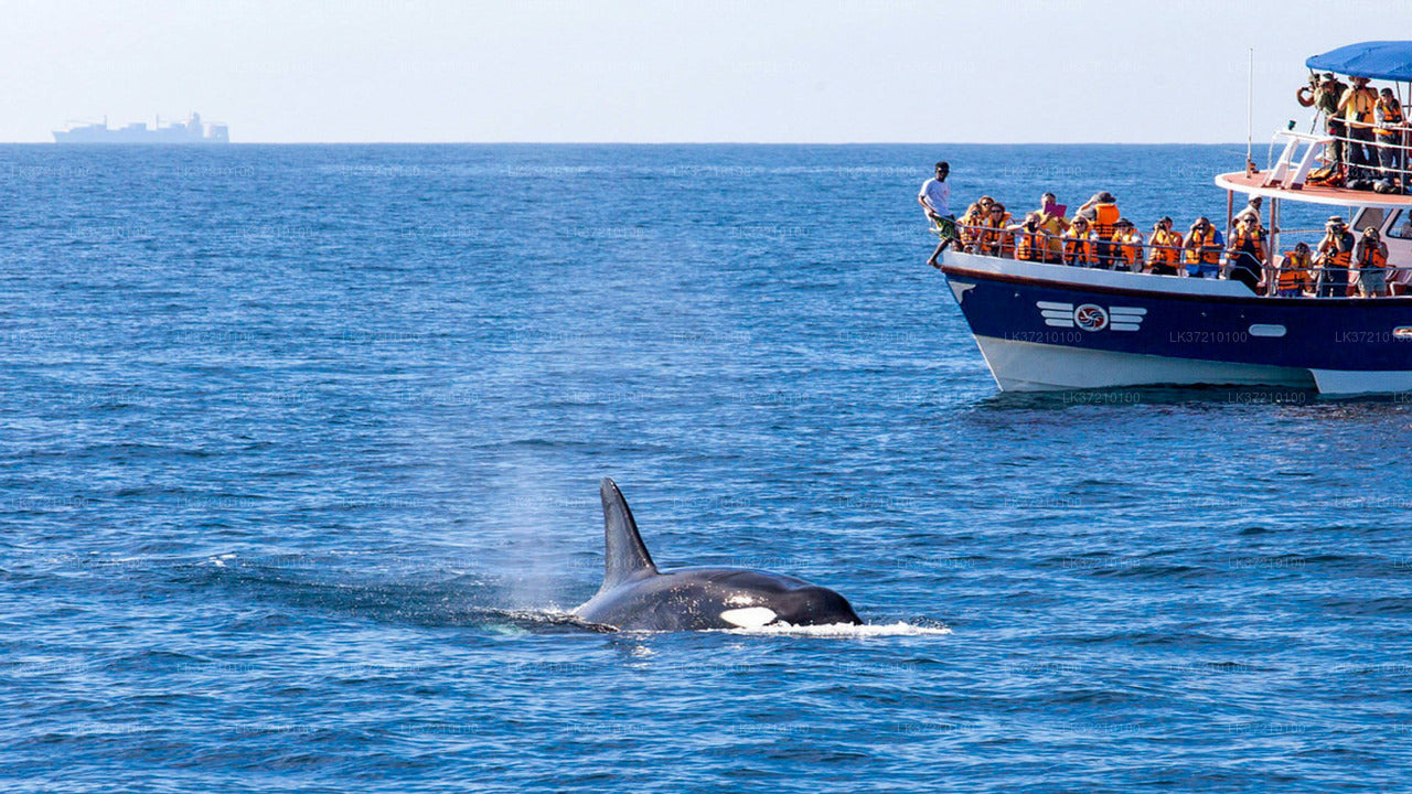 Avistamiento de ballenas desde Tangalle en barco compartido