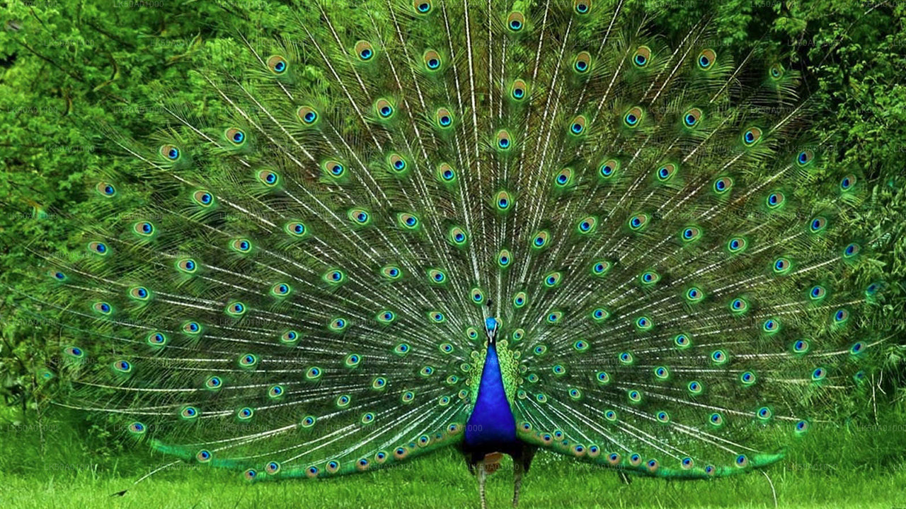 Safari privado en el Parque Nacional Udawalawe