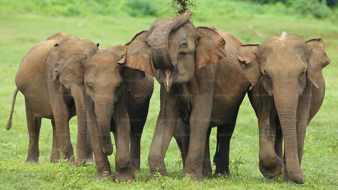 Safari privado en el Parque Nacional Udawalawe