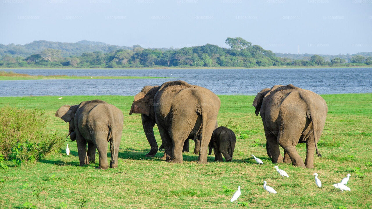 Safari privado en el Parque Nacional Minneriya desde Sigiriya