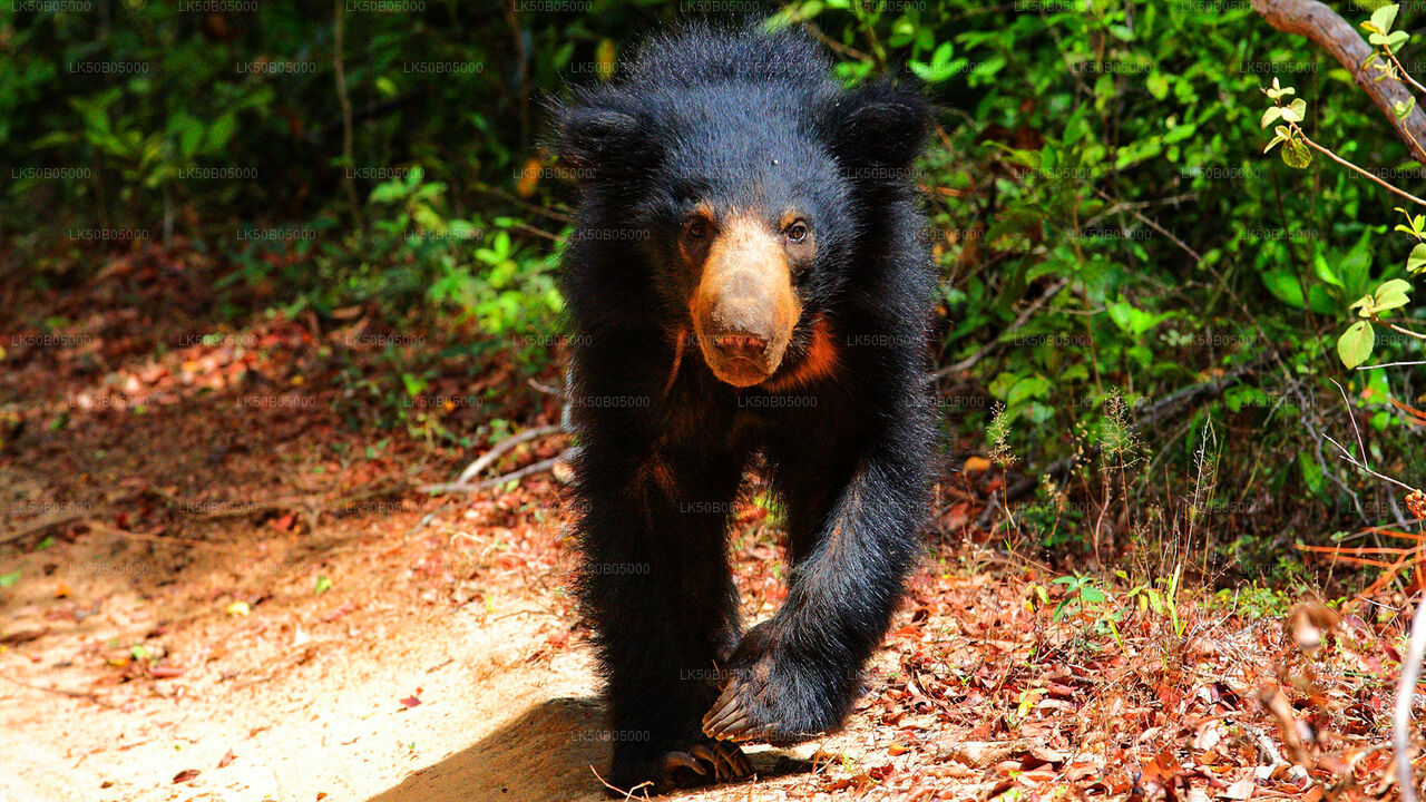 Safari privado en el Parque Nacional Minneriya desde Sigiriya