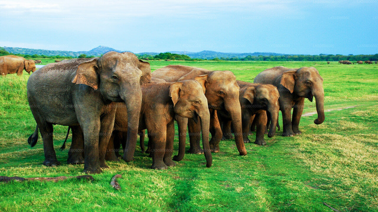 Safari privado en el Parque Nacional Minneriya desde Dambulla