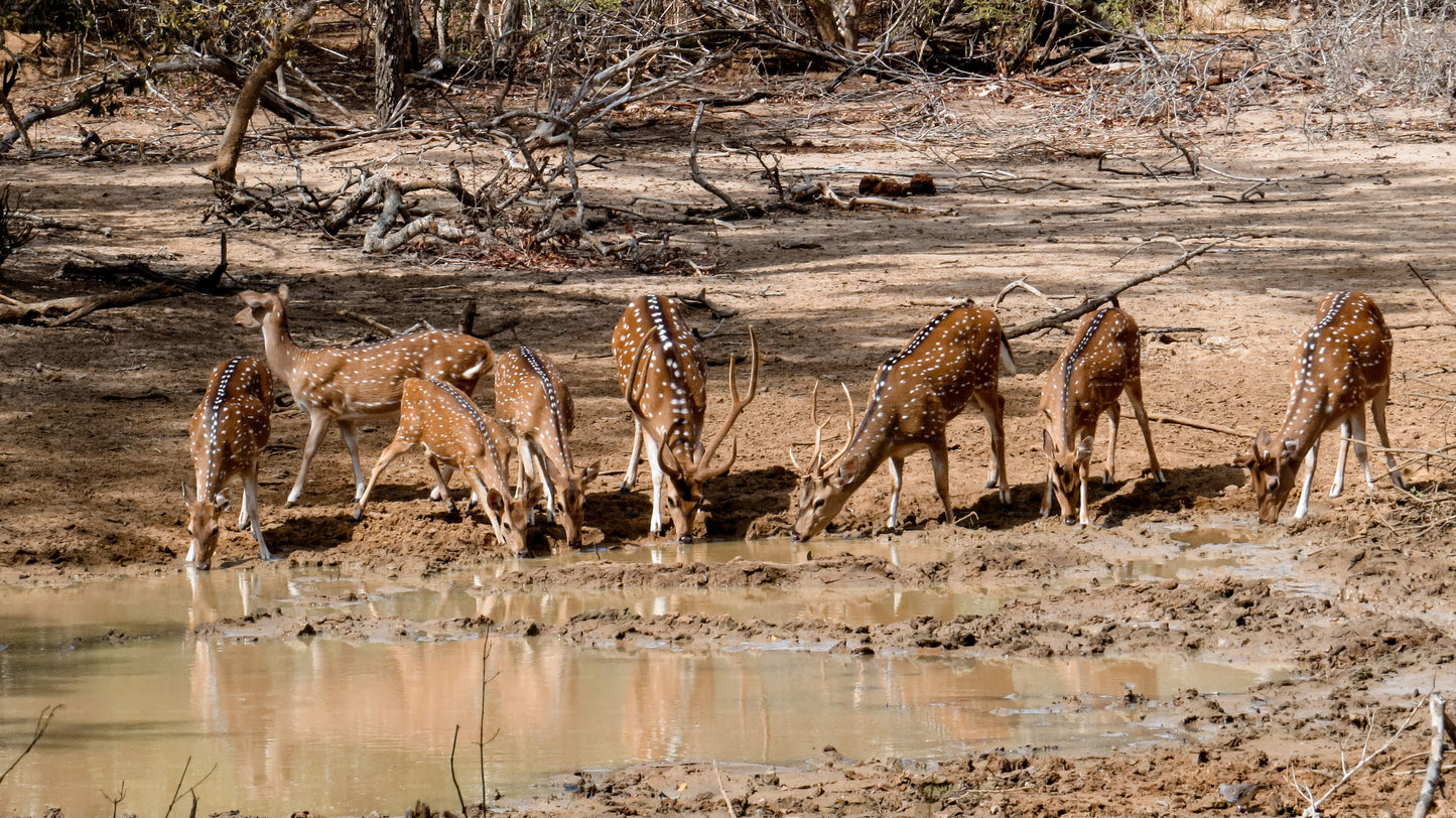 Group of spotted deer drinking water at a muddy waterhole in the forest.