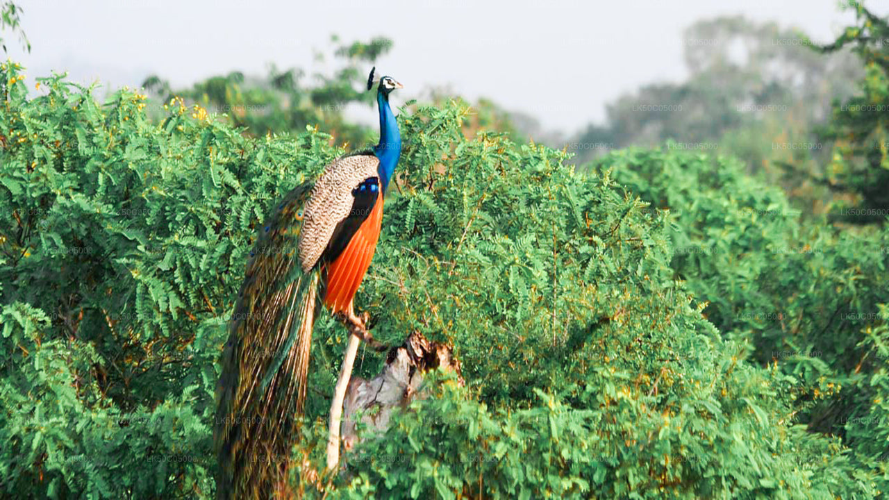 Safari en el Parque Nacional de Yala desde Tissamaharama