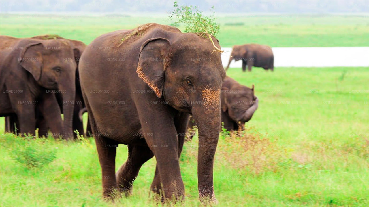 A herd of Asian elephants walking across lush green grassland near a water body.
