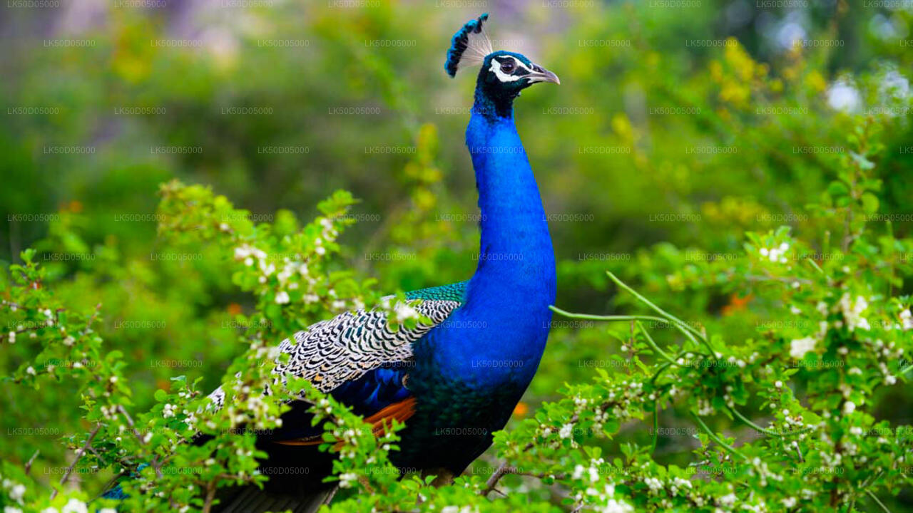 Safari privado en el Parque Nacional Kaudulla desde Sigiriya