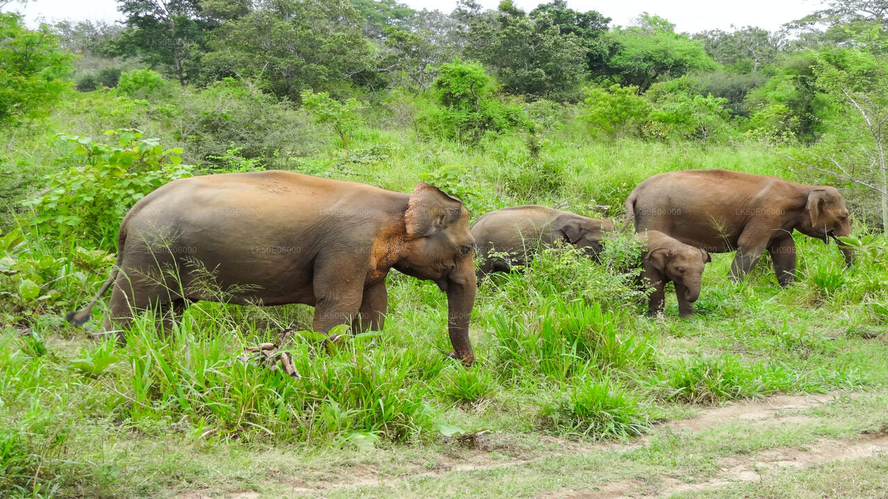 Safari privado en el Parque Nacional Minneriya desde Dambulla