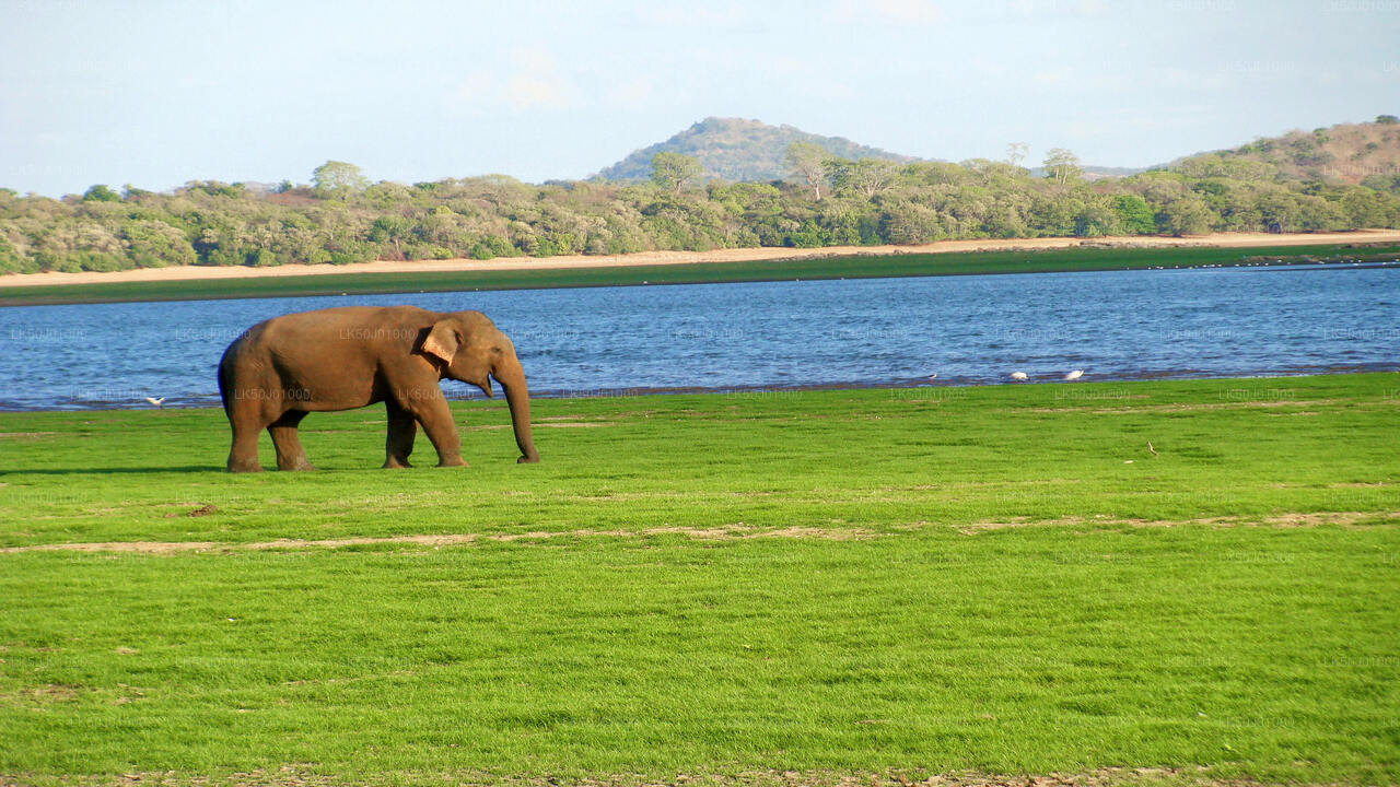 Asian elephant walking on lush green grass near a lake with forested hills in the background.