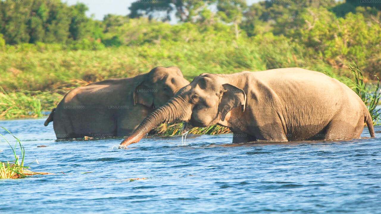 Two Asian elephants wading through a river surrounded by lush greenery.
