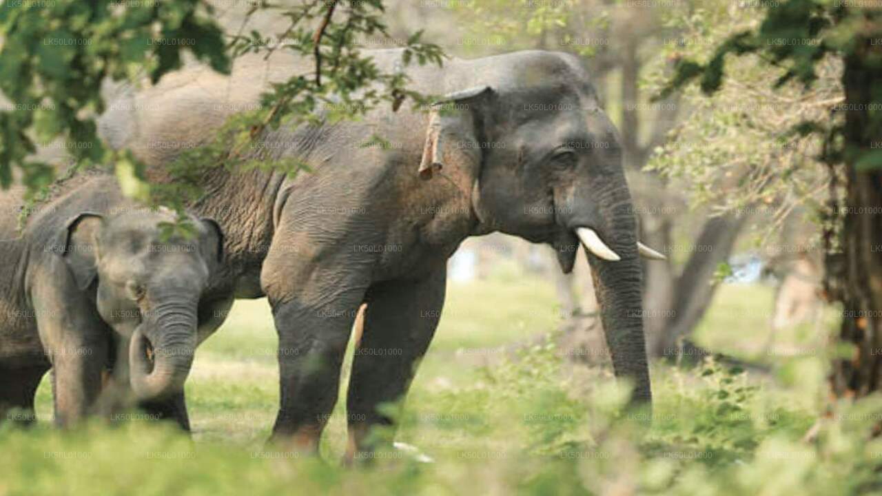 ALT text: "Wild elephant standing in a grassy wetland near a lake, surrounded by blooming white flowers with forested hills in the background."

