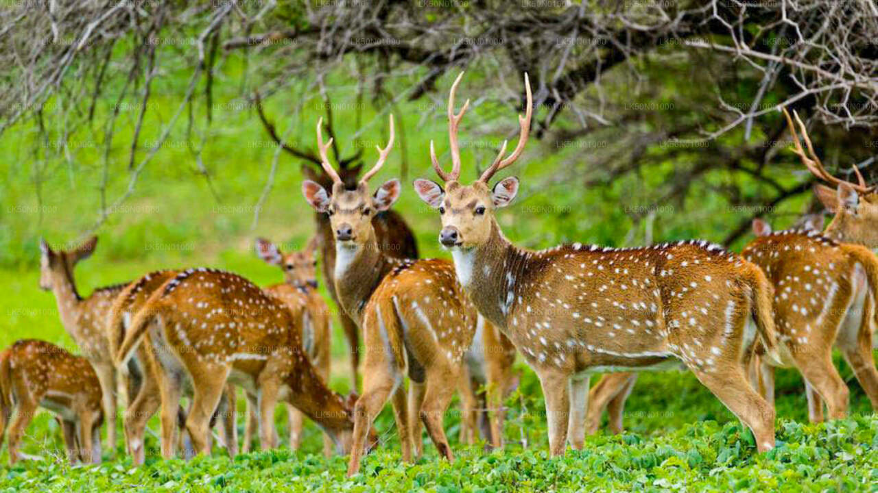 ALT text: "Herd of Sri Lankan elephants grazing on green grass near a water body, with adults and calves together in a natural wildlife setting."
