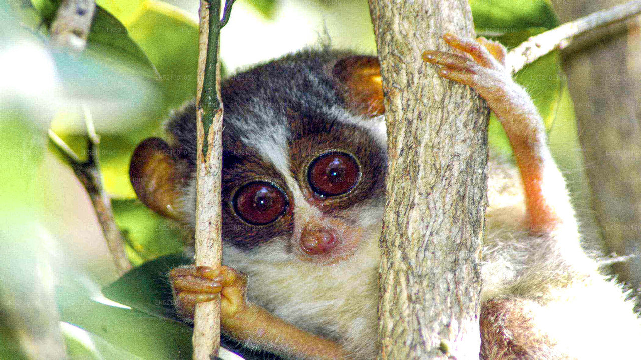 Loris observa desde Kitulgala