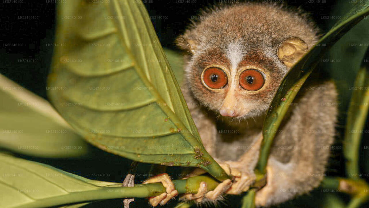 Loris observando desde Yala