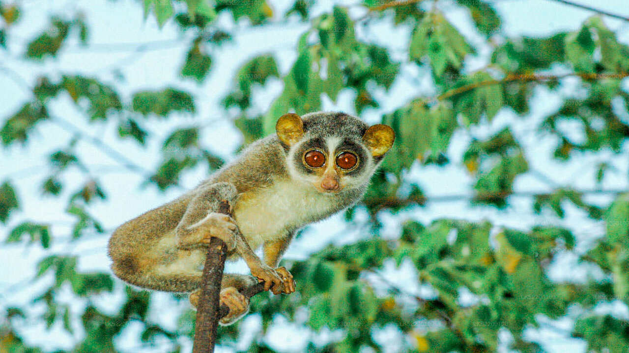 Loris observando desde Sigiriya