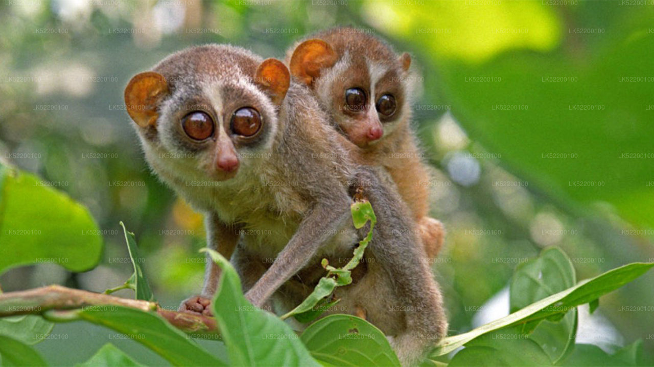 Loris observando desde Sigiriya