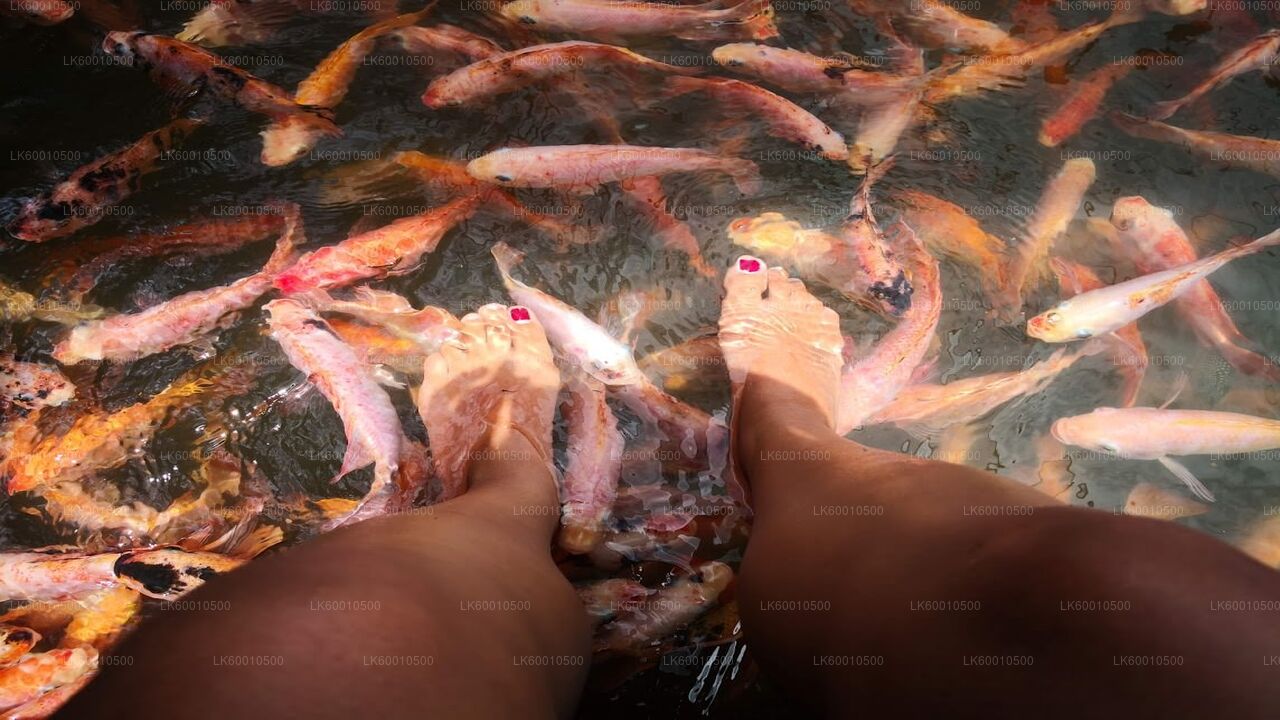 Recorrido por la ciudad de Bentota desde Ahangama