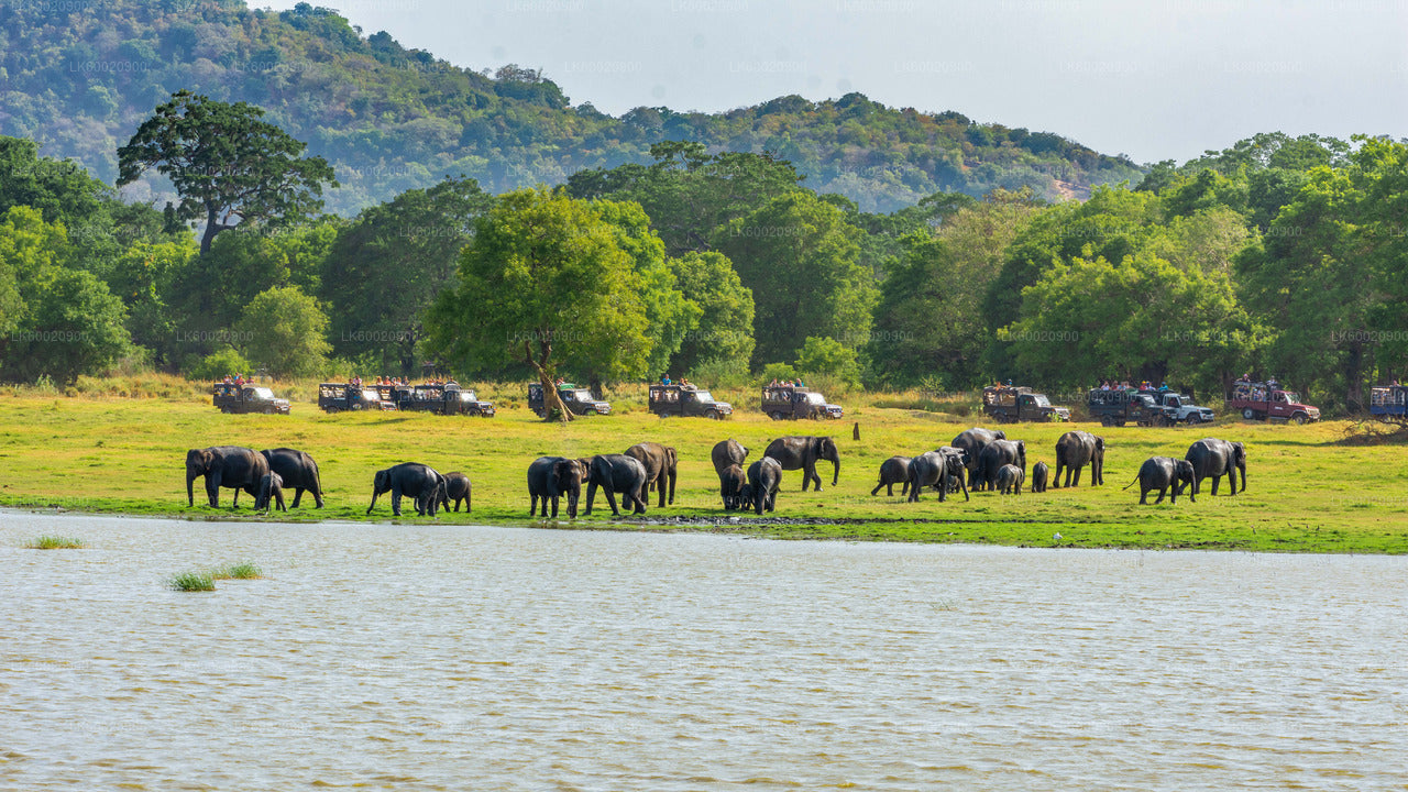 Safari por el Parque Nacional Bundala desde Ahungalla