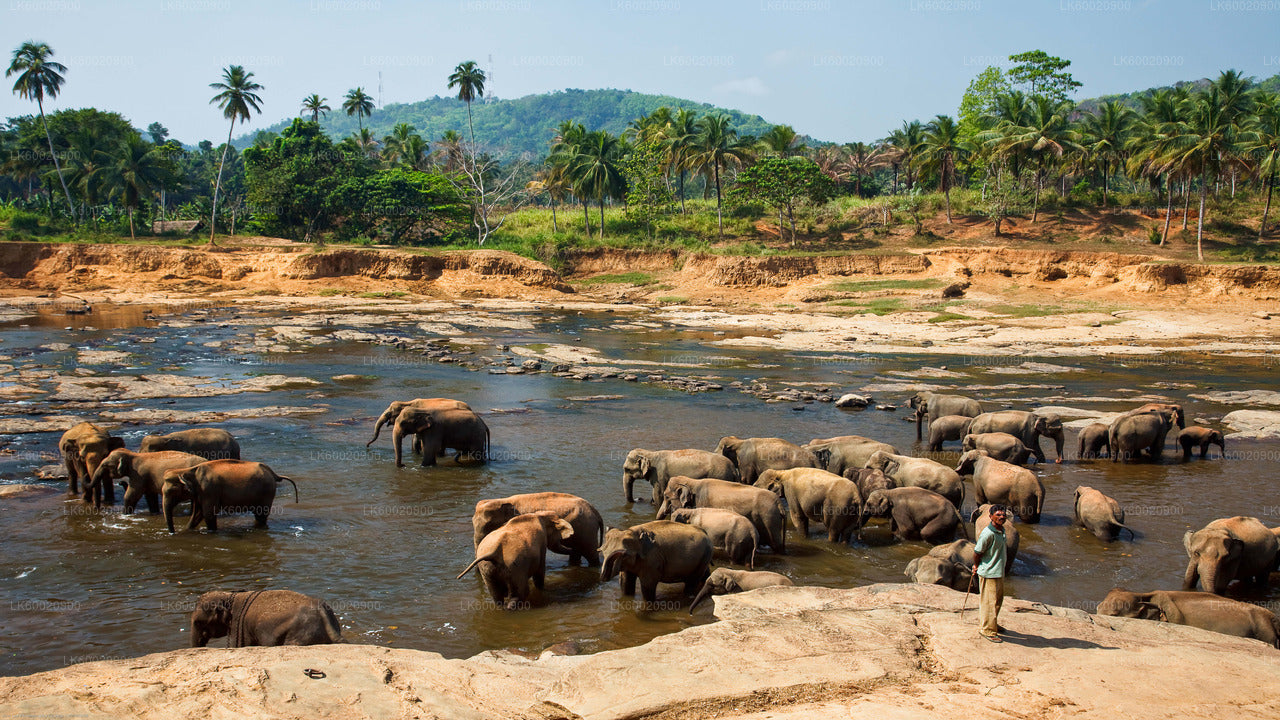 Safari por el Parque Nacional Bundala desde Ahungalla