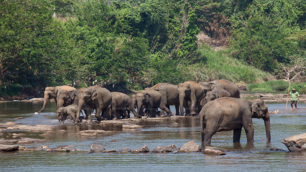 Safari por el Parque Nacional Bundala desde Ahungalla