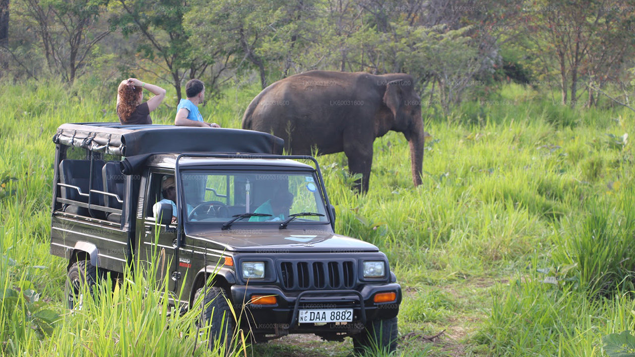 Safari en el Parque Nacional Udawalawe desde Bentota
