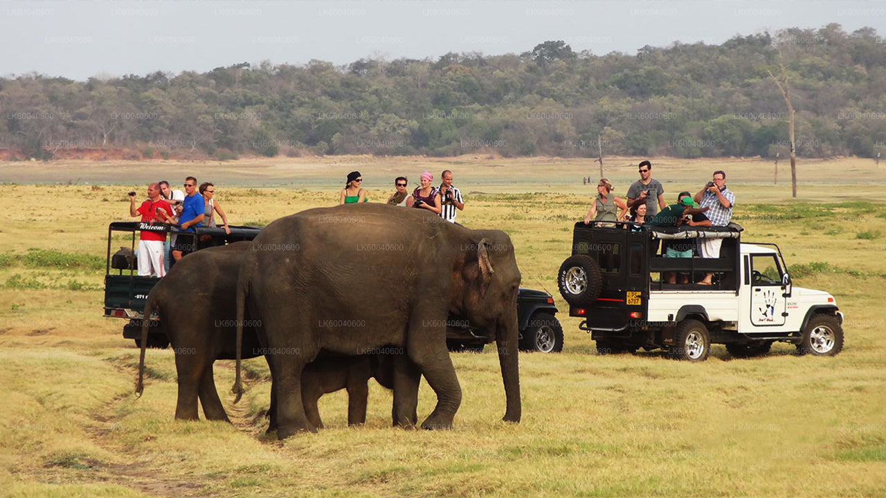 Safari en el Parque Nacional Udawalawe desde Galle