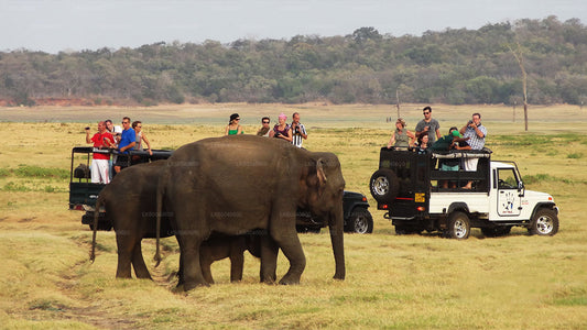 Safari en el Parque Nacional Udawalawe desde Galle